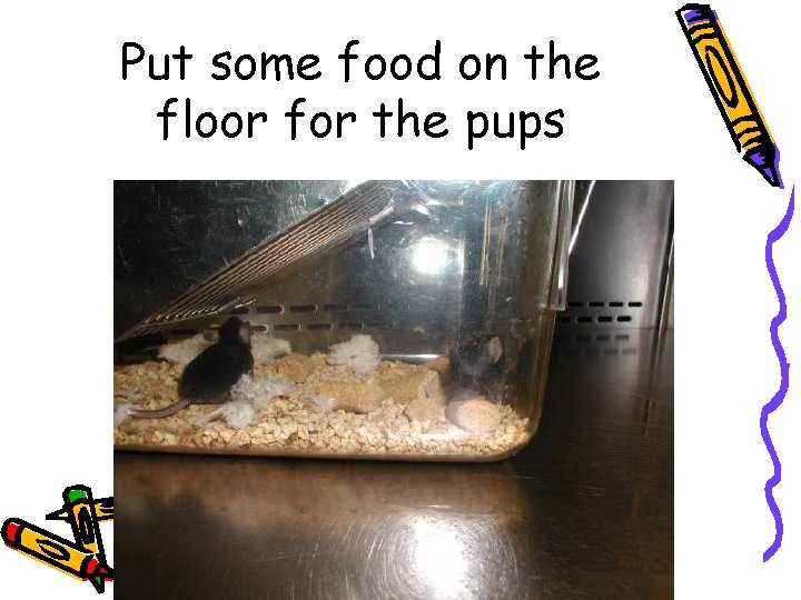 Put some food on the floor for the pups 