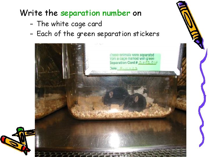 Write the separation number on – The white cage card – Each of the