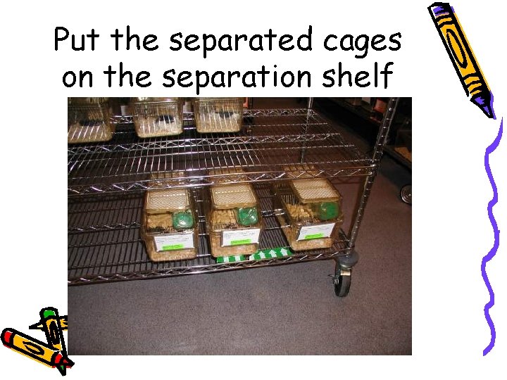 Put the separated cages on the separation shelf 