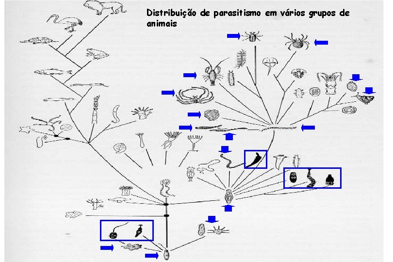 Distribuição de parasitismo em vários grupos de animais 