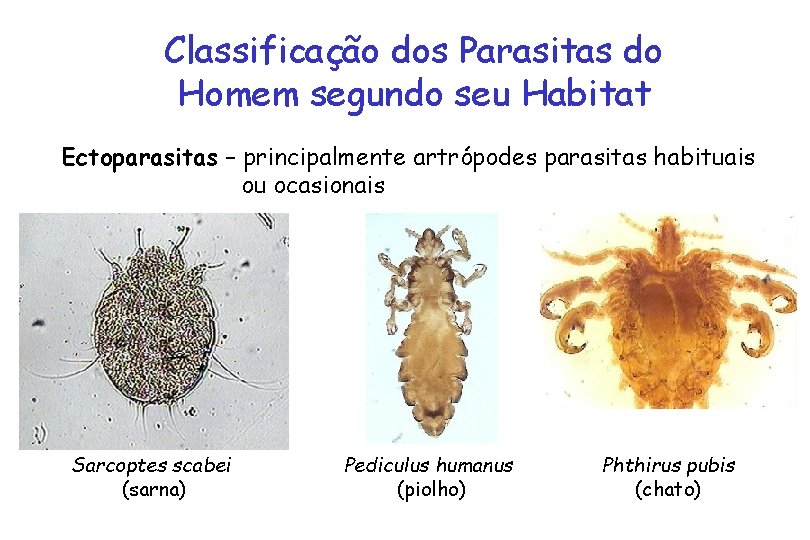Classificação dos Parasitas do Homem segundo seu Habitat Ectoparasitas – principalmente artrópodes parasitas habituais