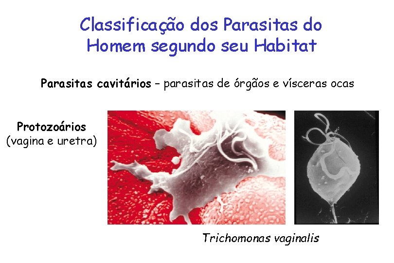 Classificação dos Parasitas do Homem segundo seu Habitat Parasitas cavitários – parasitas de órgãos