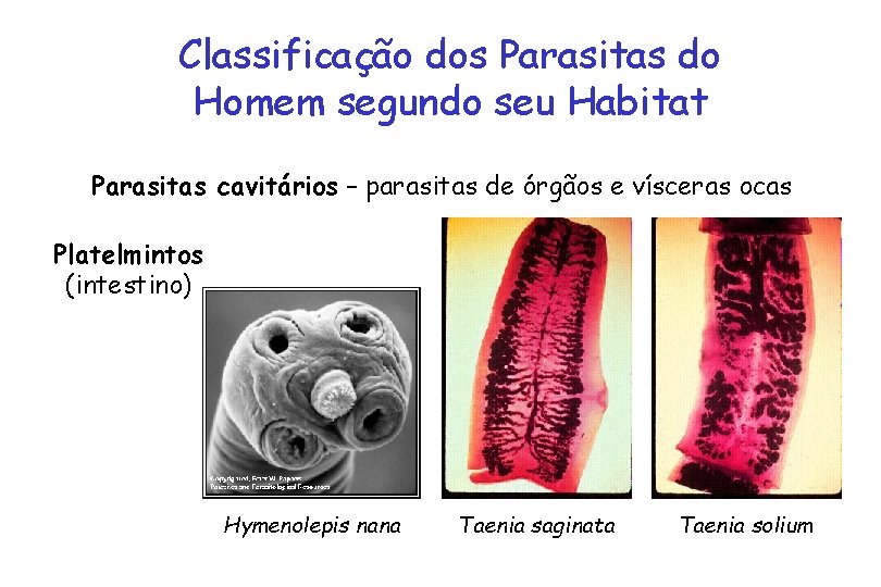 Classificação dos Parasitas do Homem segundo seu Habitat Parasitas cavitários – parasitas de órgãos