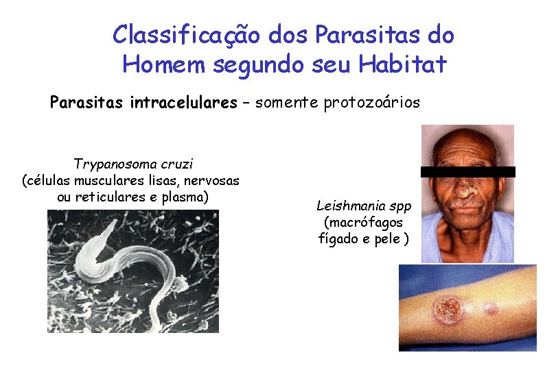 Classificação dos Parasitas do Homem segundo seu Habitat Parasitas intracelulares – somente protozoários Trypanosoma