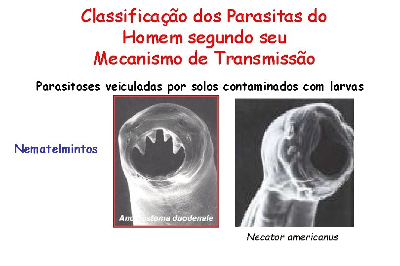 Classificação dos Parasitas do Homem segundo seu Mecanismo de Transmissão Parasitoses veiculadas por solos
