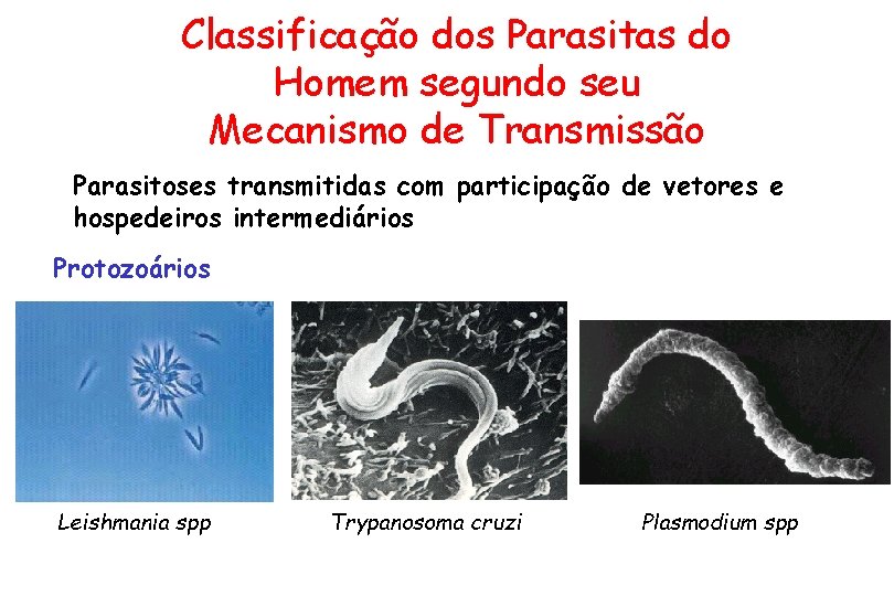 Classificação dos Parasitas do Homem segundo seu Mecanismo de Transmissão Parasitoses transmitidas com participação