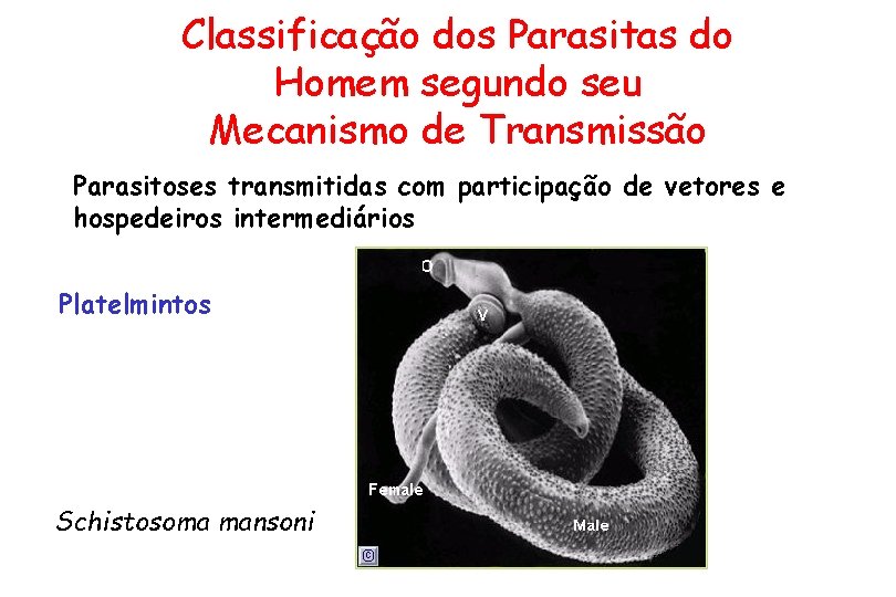 Classificação dos Parasitas do Homem segundo seu Mecanismo de Transmissão Parasitoses transmitidas com participação