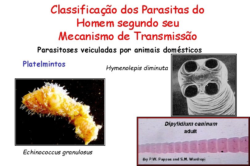 Classificação dos Parasitas do Homem segundo seu Mecanismo de Transmissão Parasitoses veiculadas por animais