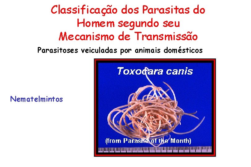 Classificação dos Parasitas do Homem segundo seu Mecanismo de Transmissão Parasitoses veiculadas por animais