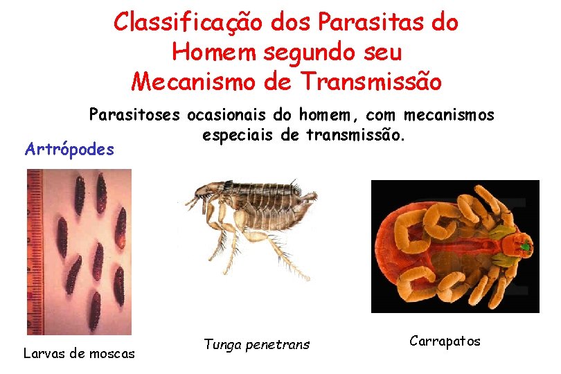 Classificação dos Parasitas do Homem segundo seu Mecanismo de Transmissão Parasitoses ocasionais do homem,