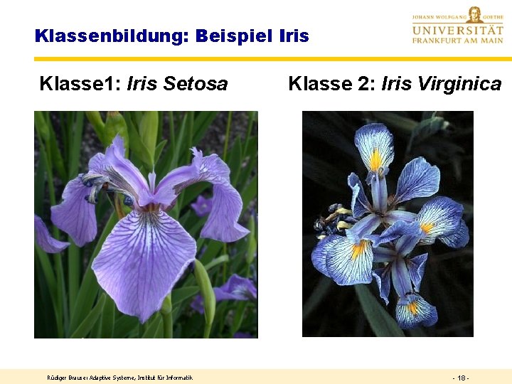 Klassenbildung: Beispiel Iris Klasse 1: Iris Setosa Rüdiger Brause: Adaptive Systeme, Institut für Informatik