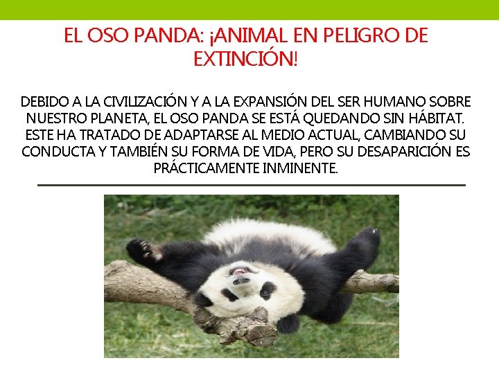 EL OSO PANDA: ¡ANIMAL EN PELIGRO DE EXTINCIÓN! DEBIDO A LA CIVILIZACIÓN Y A