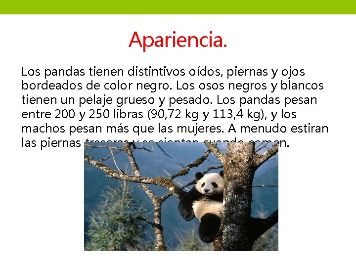 Apariencia. Los pandas tienen distintivos oídos, piernas y ojos bordeados de color negro. Los