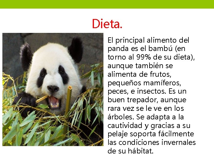 Dieta. El principal alimento del panda es el bambú (en torno al 99% de