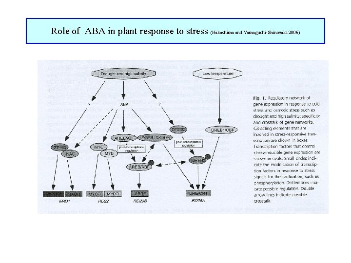 Role of ABA in plant response to stress (Nakashima and Yamaguchi-Shinozaki 2006) 