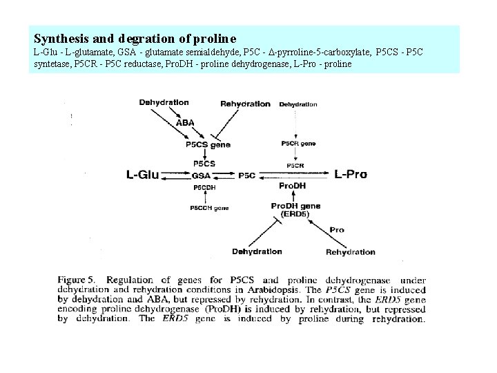 Synthesis and degration of proline L-Glu - L-glutamate, GSA - glutamate semialdehyde, P 5