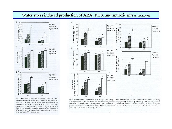 Water stress induced production of ABA, ROS, and antioxidants (Lei et al. 2006) 