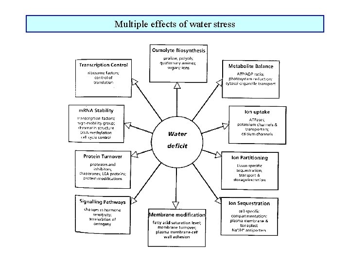 Multiple effects of water stress 