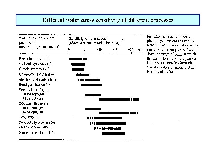 Different water stress sensitivity of different processes 