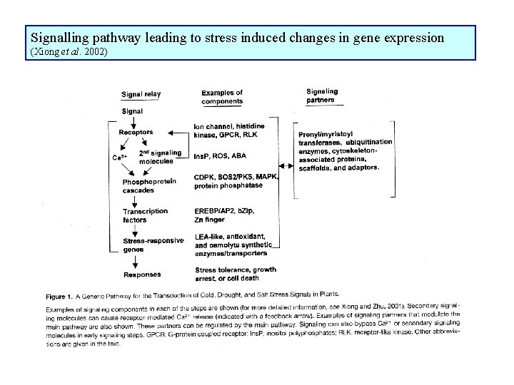Signalling pathway leading to stress induced changes in gene expression (Xiong et al. 2002)