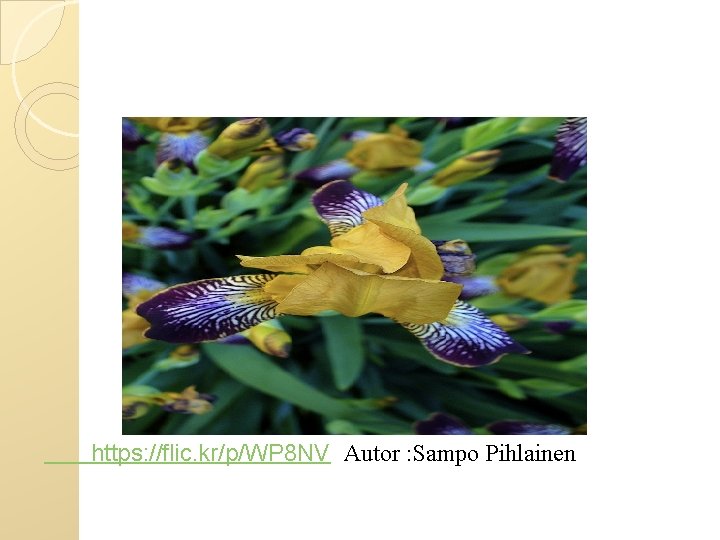 https: //flic. kr/p/WP 8 NV Autor : Sampo Pihlainen 