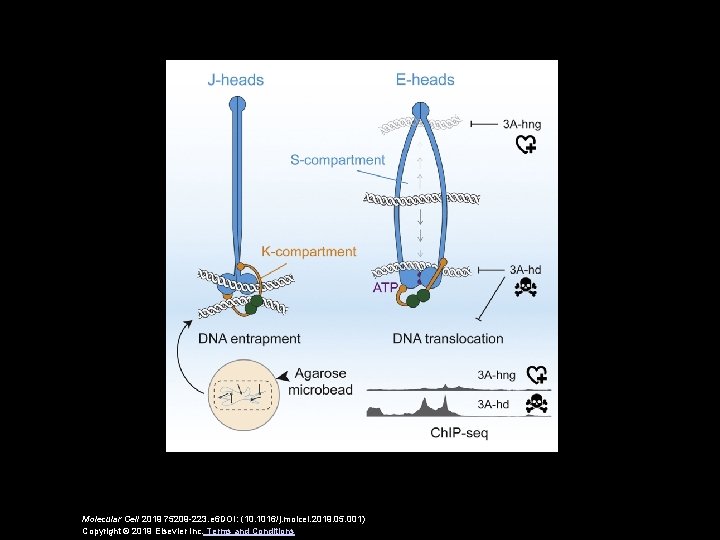 Molecular Cell 2019 75209 -223. e 6 DOI: (10. 1016/j. molcel. 2019. 05. 001)