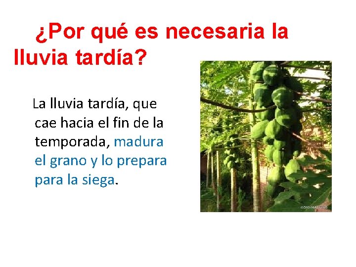 ¿Por qué es necesaria la lluvia tardía? La lluvia tardía, que cae hacia el ¿Por qué es necesaria la lluvia tardía? La lluvia tardía, que cae hacia el