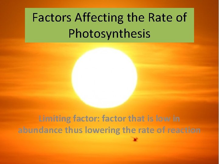 Factors Affecting the Rate of Photosynthesis Limiting factor: factor that is low in abundance