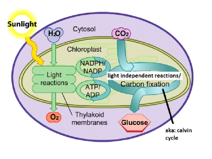 Photosynthesis Purpose and Reaction Photosynthesis is the process