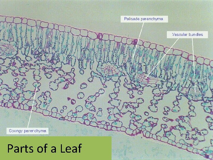 Parts of a Leaf 