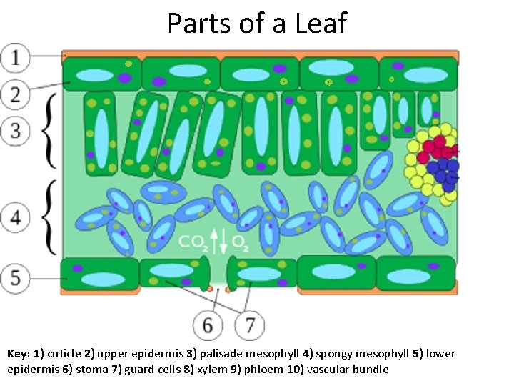 Parts of a Leaf Key: 1) cuticle 2) upper epidermis 3) palisade mesophyll 4)