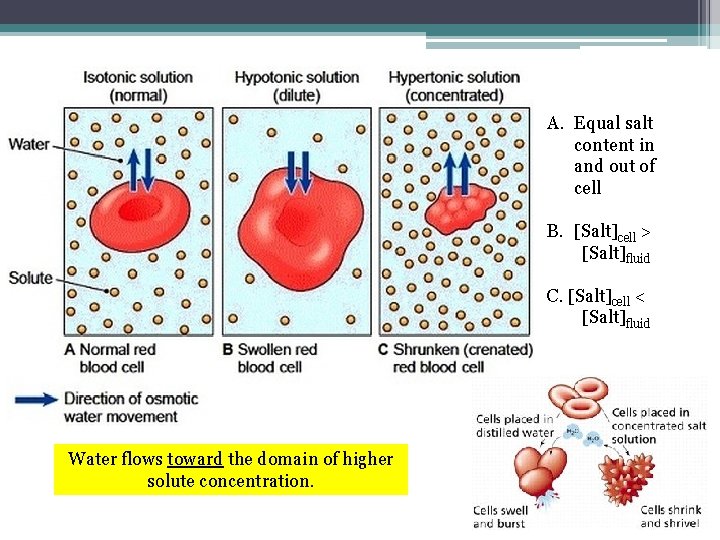 A. Equal salt content in and out of cell B. [Salt]cell > [Salt]fluid C.