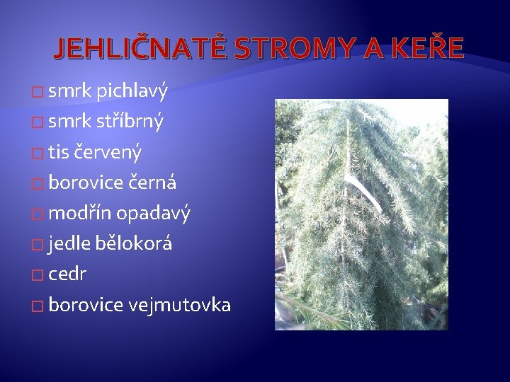 JEHLIČNATÉ STROMY A KEŘE � smrk pichlavý � smrk stříbrný � tis červený �