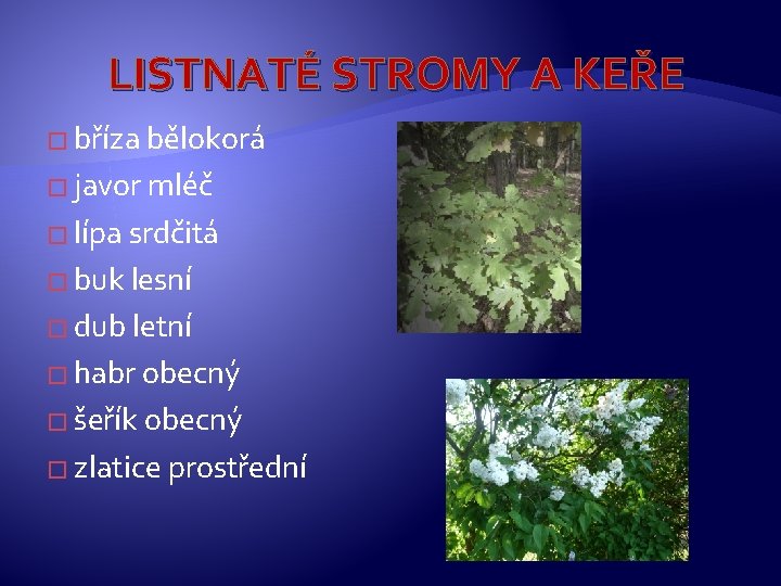 LISTNATÉ STROMY A KEŘE � bříza bělokorá � javor mléč � lípa srdčitá �