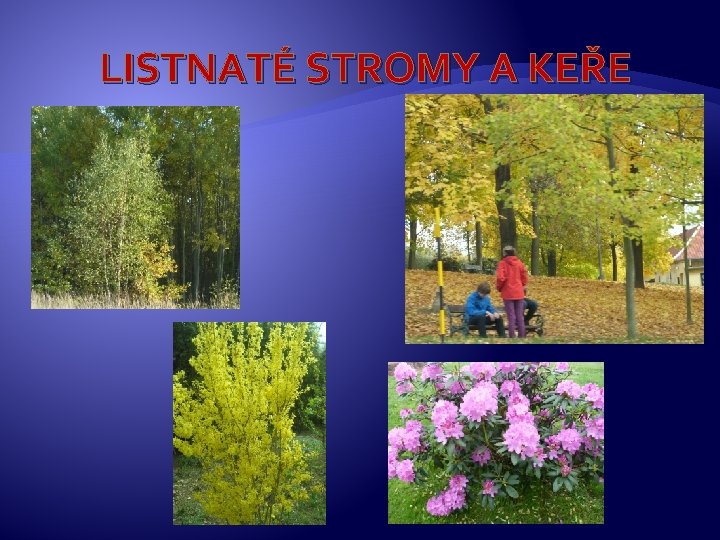 LISTNATÉ STROMY A KEŘE 