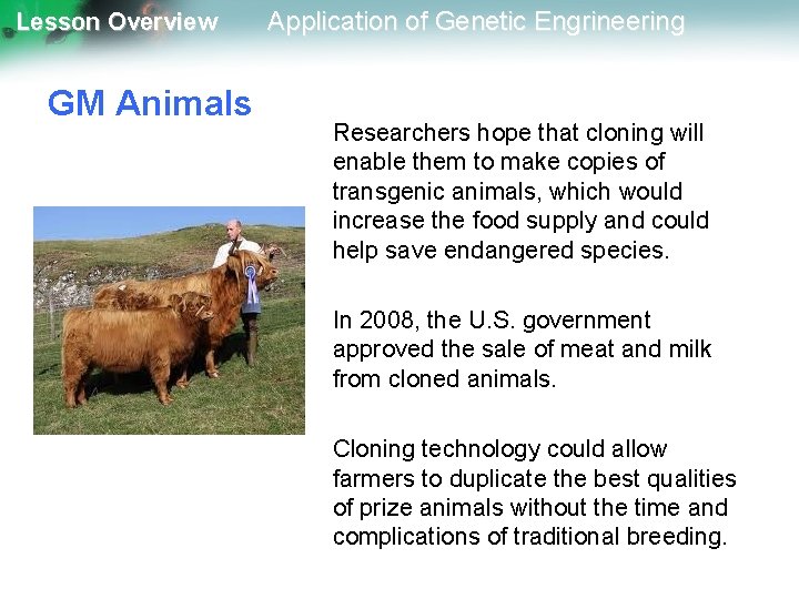 Lesson Overview GM Animals Application of Genetic Engrineering Researchers hope that cloning will enable