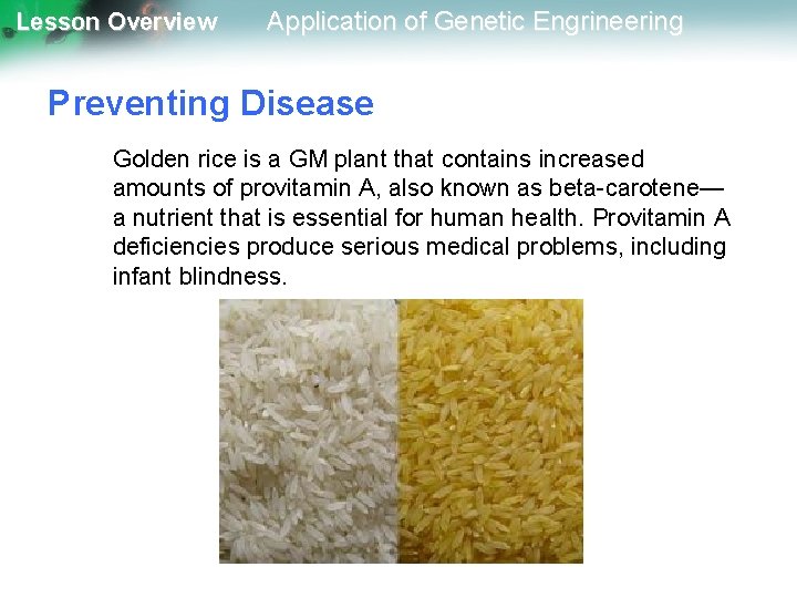 Lesson Overview Application of Genetic Engrineering Preventing Disease Golden rice is a GM plant