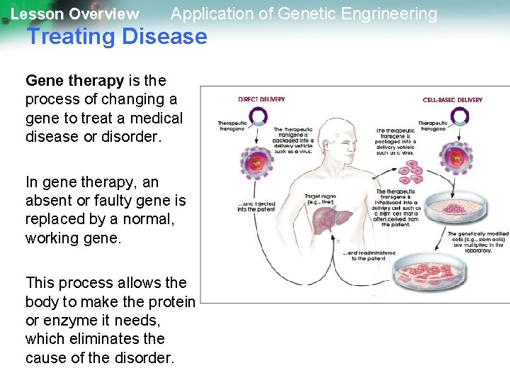 Lesson Overview Application of Genetic Engrineering Treating Disease Gene therapy is the process of