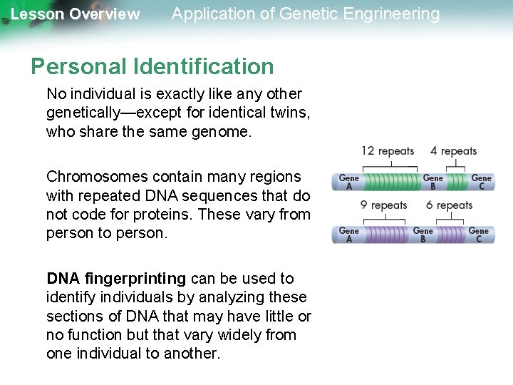 Lesson Overview Application of Genetic Engrineering Personal Identification No individual is exactly like any