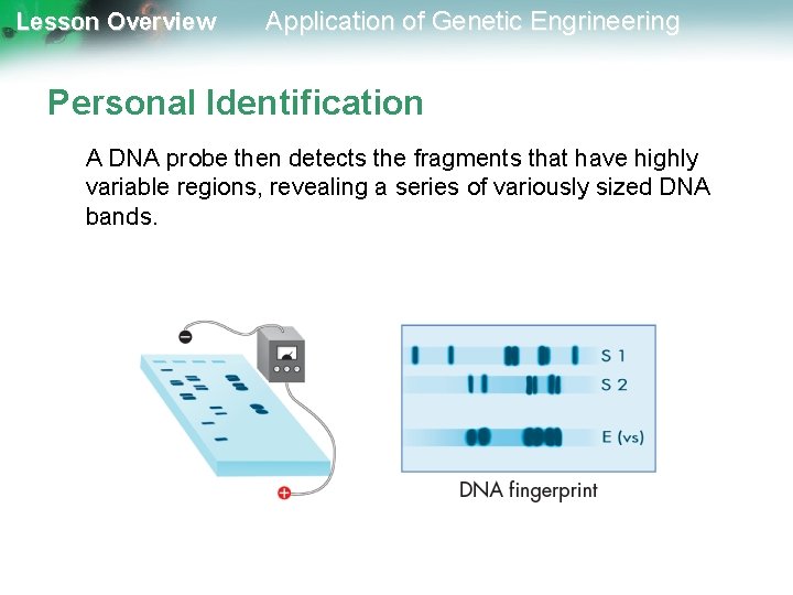 Lesson Overview Application of Genetic Engrineering Personal Identification A DNA probe then detects the