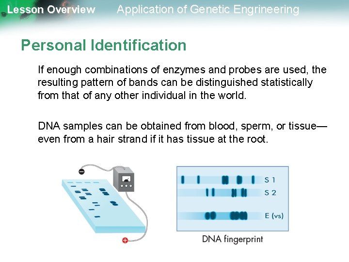 Lesson Overview Application of Genetic Engrineering Personal Identification If enough combinations of enzymes and