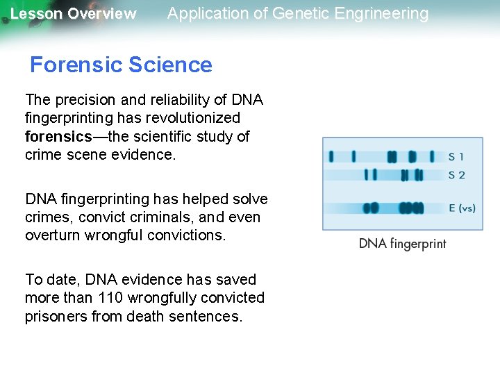 Lesson Overview Application of Genetic Engrineering Forensic Science The precision and reliability of DNA