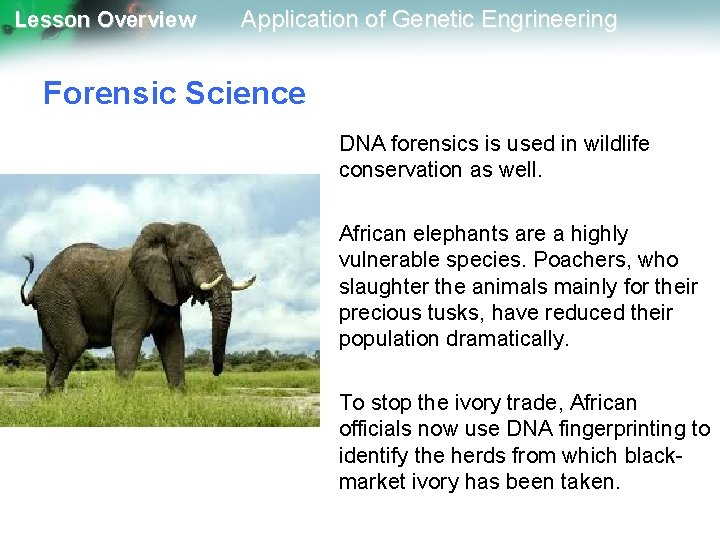 Lesson Overview Application of Genetic Engrineering Forensic Science DNA forensics is used in wildlife