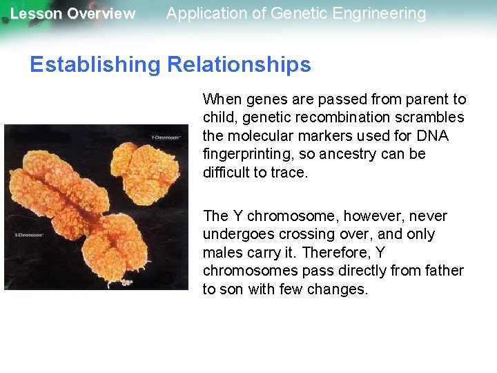 Lesson Overview Application of Genetic Engrineering Establishing Relationships When genes are passed from parent