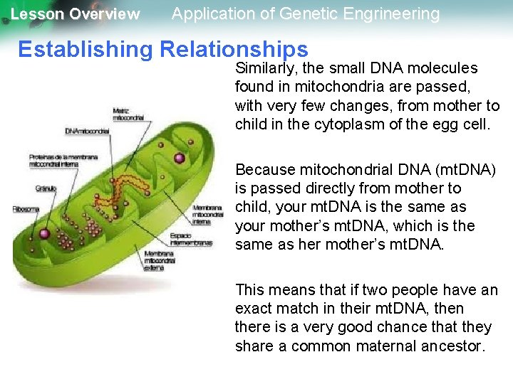 Lesson Overview Application of Genetic Engrineering Establishing Relationships Similarly, the small DNA molecules found