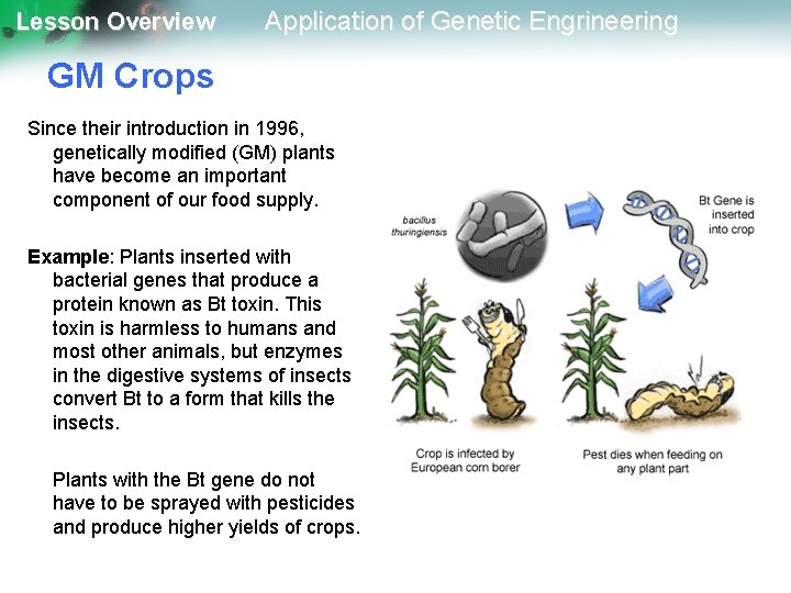 Lesson Overview Application of Genetic Engrineering GM Crops Since their introduction in 1996, genetically