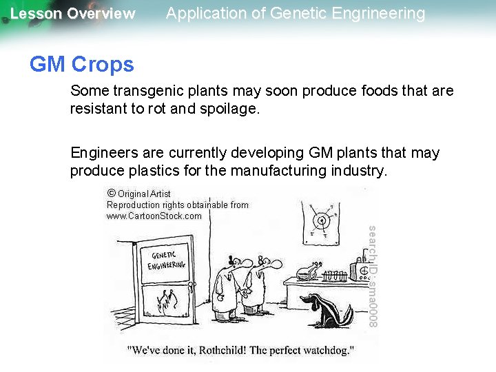 Lesson Overview Application of Genetic Engrineering GM Crops Some transgenic plants may soon produce