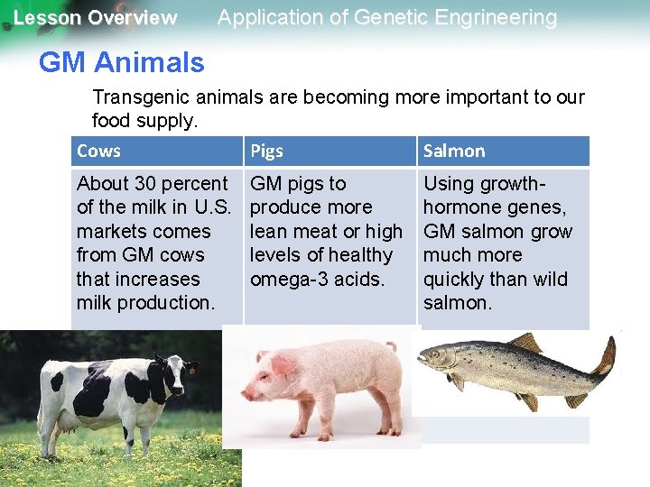 Lesson Overview Application of Genetic Engrineering GM Animals Transgenic animals are becoming more important