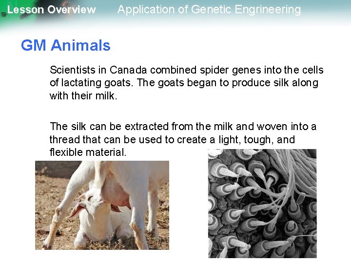 Lesson Overview Application of Genetic Engrineering GM Animals Scientists in Canada combined spider genes