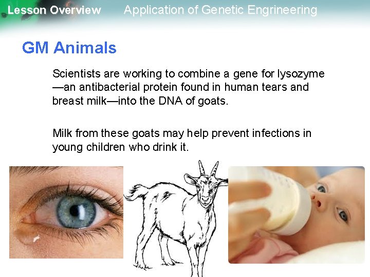 Lesson Overview Application of Genetic Engrineering GM Animals Scientists are working to combine a